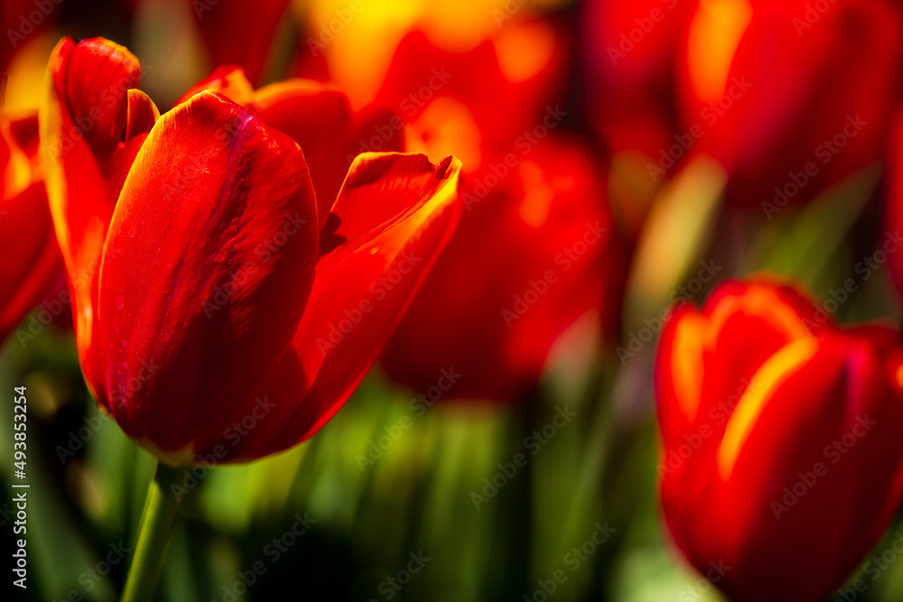 Fototapeta premium wind blowing the tulips