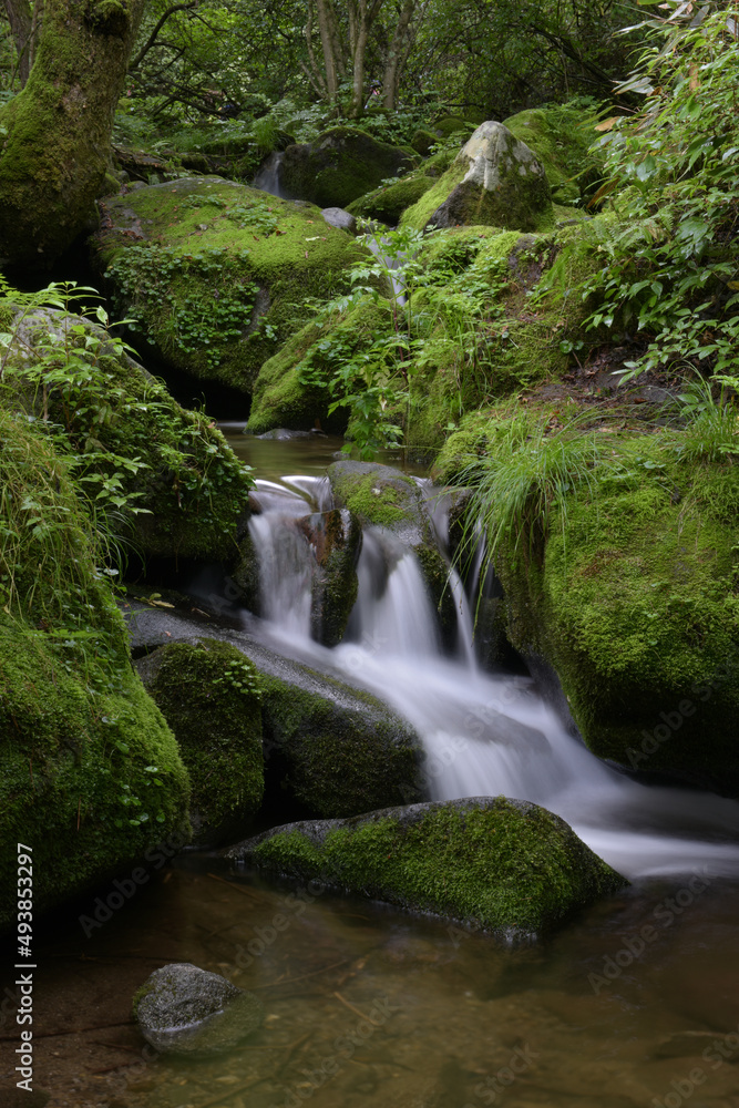 deep forest and waterfall with green moss covered rocks