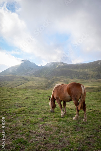 hispanic breton horse grazing in the pastures of the pyrenees, with the mountains in the background with clouds covering their peaks, vertical