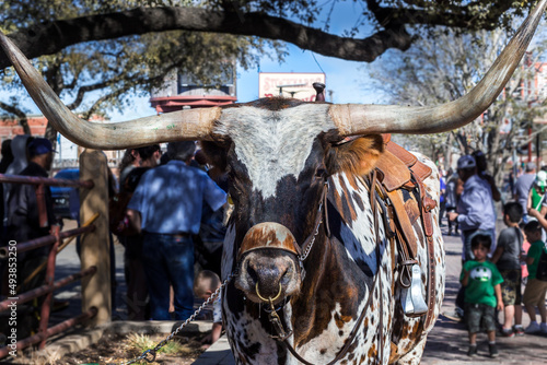Longhorn Texan bull on the urban street