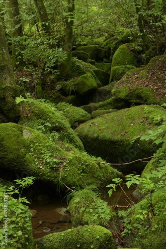 deep forest and waterfall with green moss covered rocks