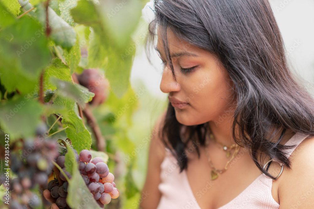 close-up of Andean woman inspecting grape bush close-up of Andean woman inspecting grape bush