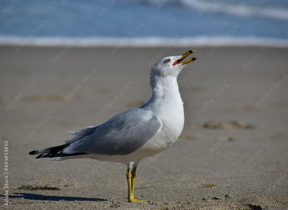 Adult ring-billed gull vocalizing on the beach Adult ring-billed gull vocalizing on the beach