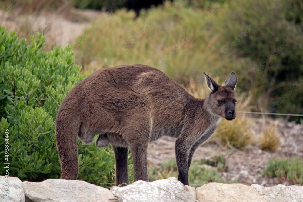 this is a male kangaroo-island kangaroo