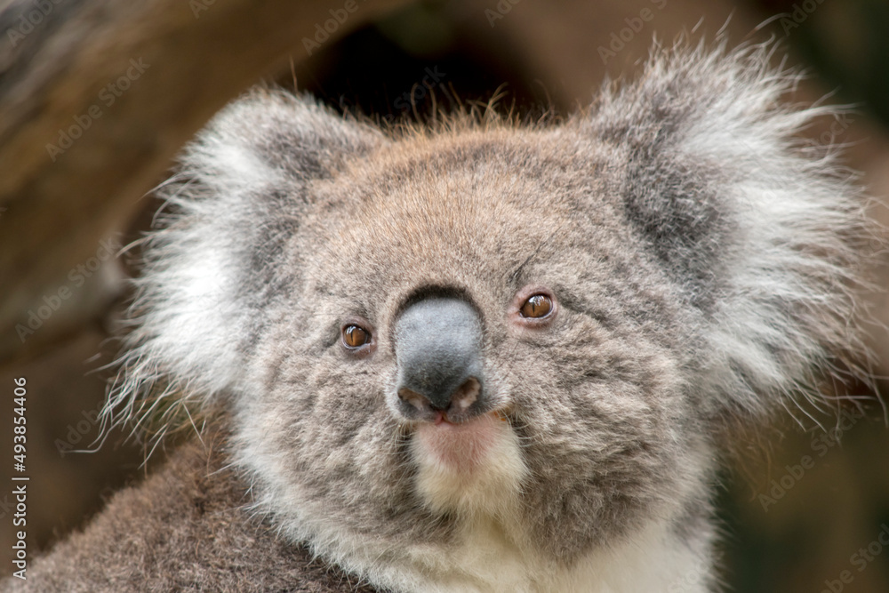 Naklejka premium this is a close up of an Australian Koala