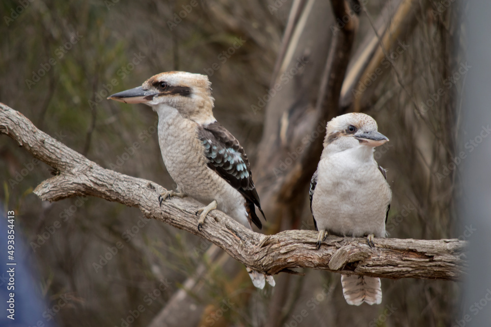 Fototapeta premium the laughing kookaburras have a white body and face with brown and blue wings