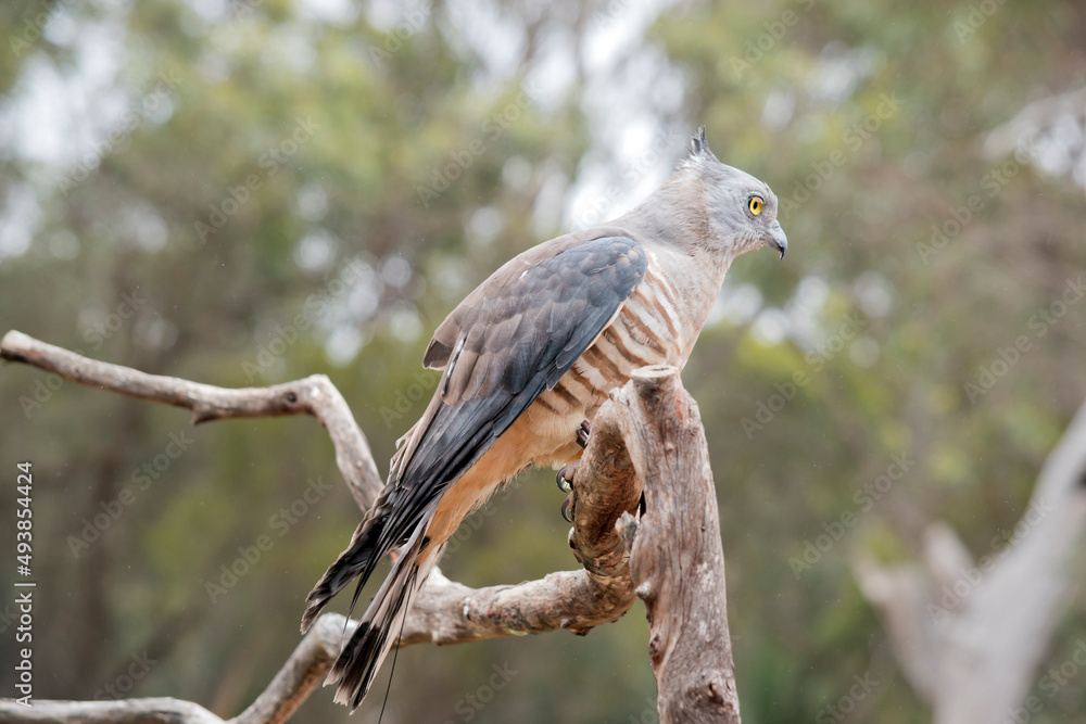 the Pacific baza has a grey face with yellow eyes white and brown striped chest and drak grey wings the Pacific baza has a grey face with yellow eyes white and brown striped chest and drak grey wings