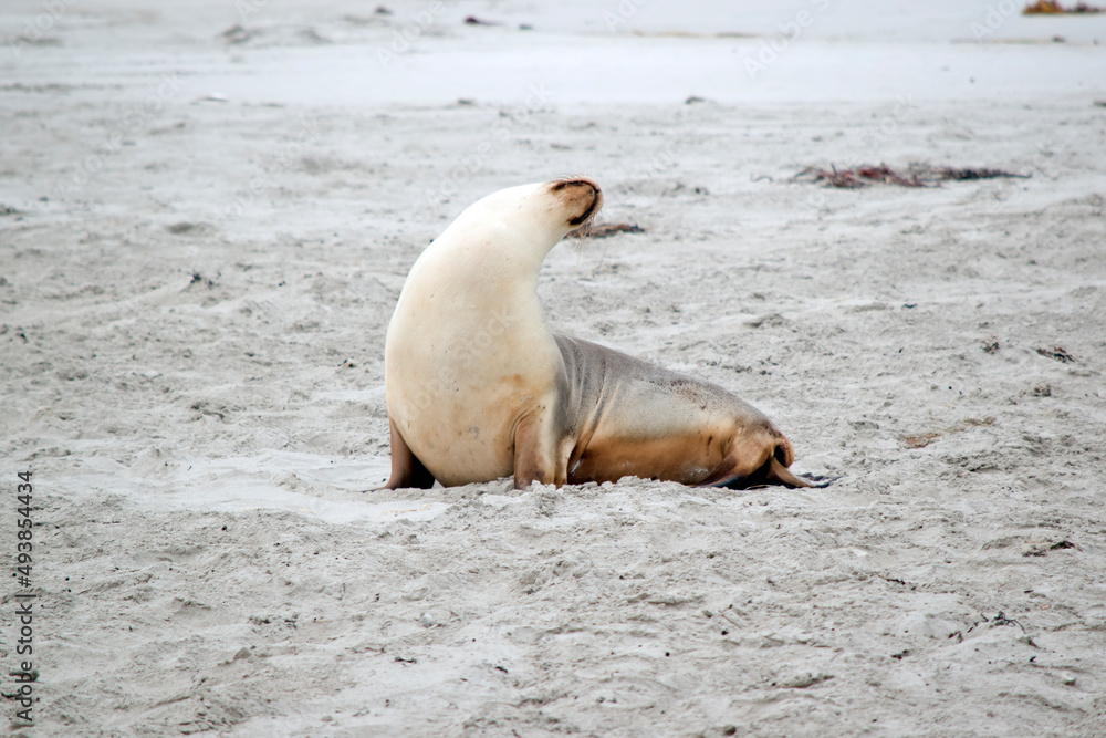 Fototapeta premium the sea lion is white on the bottom and grey on top