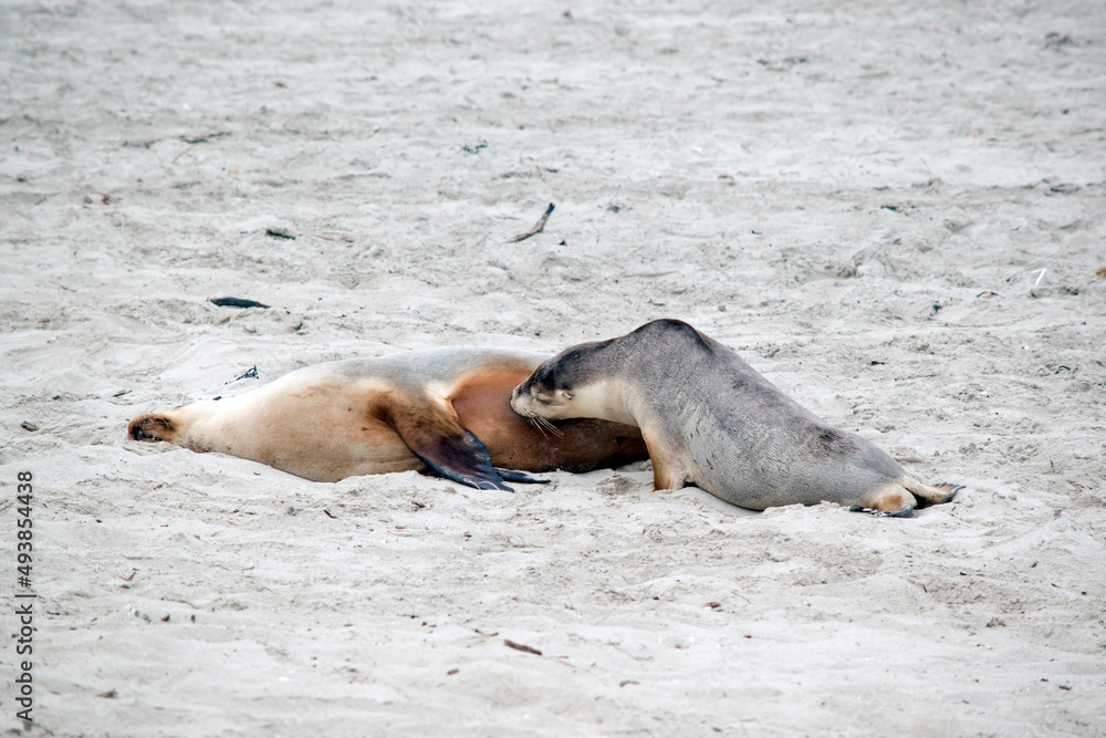 Fototapeta premium the sea lion is on the beach at Seal Bay