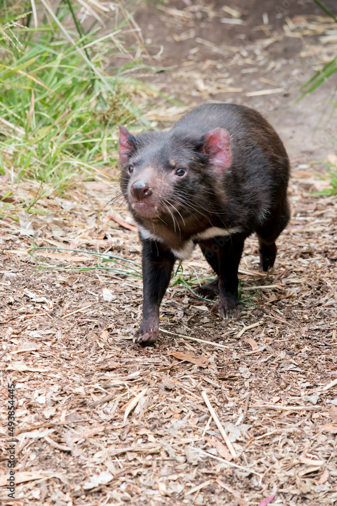 the Tasmanian devil is walking in the forest the Tasmanian devil is walking in the forest