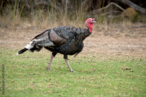 this is a side view of a wild American turkey