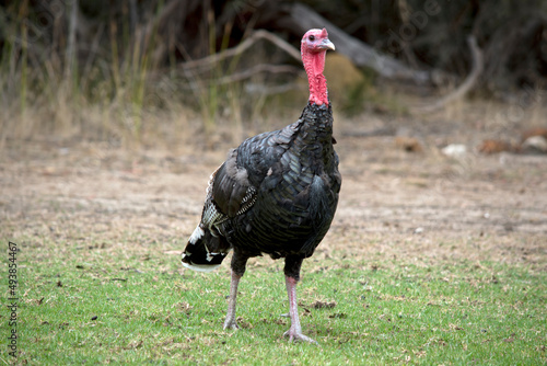 the wild Emerican turkey has a red head and nech black body with white stripes on its tail