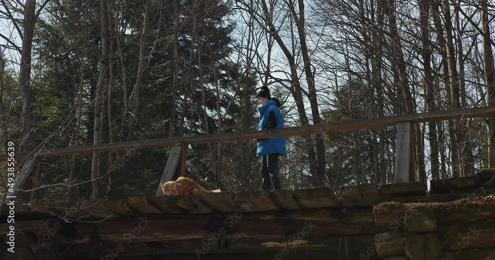 a blonde girl in a blue jacket and a black hat stands on a bridge holding a meikun cat by the leash and looks down and smiles, against the backdrop of a forest in spring. overall plan a blonde girl in a blue jacket and a black hat stands on a bridge holding a meikun cat by the leash and looks down and smiles, against the backdrop of a forest in spring. overall plan