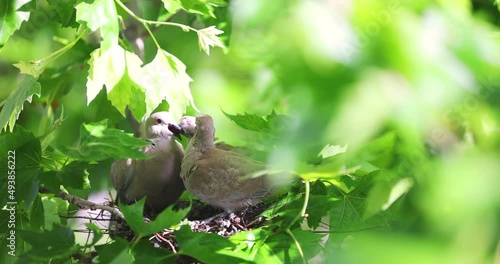 Family of pigeons in nest on tree branch. Mother dove feeding young baby chicks. Motherhood,  care and love