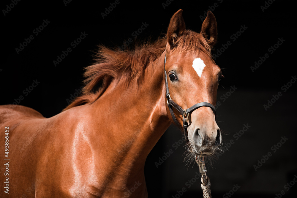 Obraz premium Portrait eines Fohlen im Pferdestall