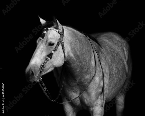 The black background of horse