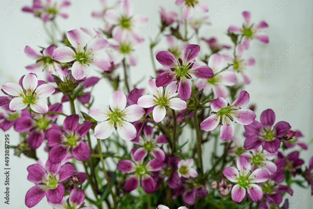 Carnival Saxifrage flowering plant. Small pink, purple, white flowers. White background.