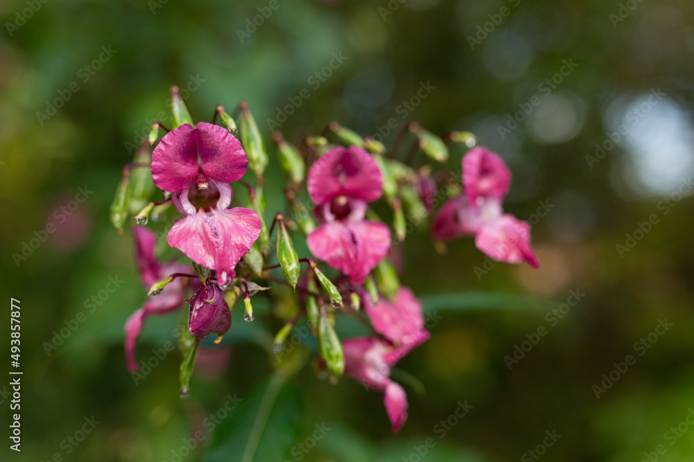 magenta pink impatiens glandulifera Himalayan balsam with drops of dew on its leaves magenta pink impatiens glandulifera Himalayan balsam with drops of dew on its leaves