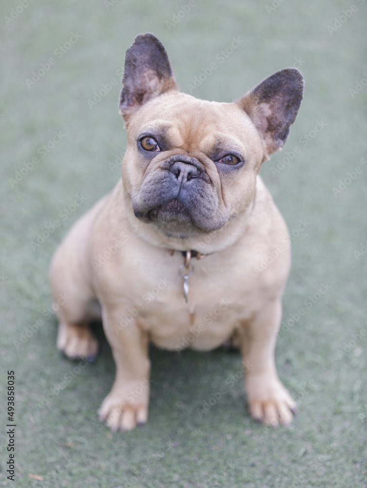 2-Years-Old Blue Fawn Female Frenchie. Off-leash dog park in Northern California.