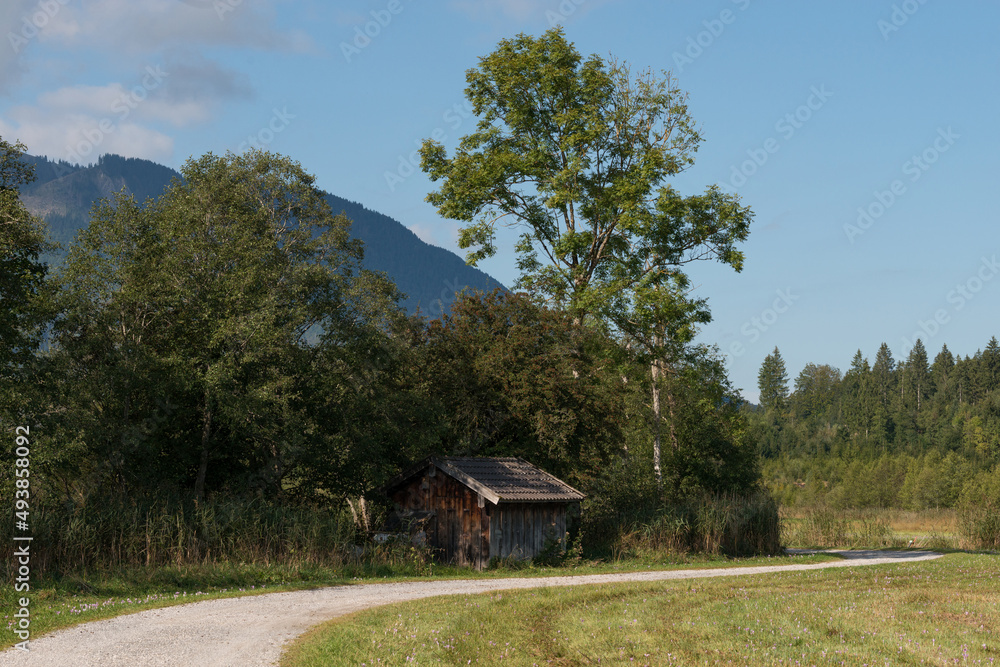 Green trees and an old brown wooden barn next to a pebble path and Alp mountains in the background in a cozy rural countryside on a sunny day