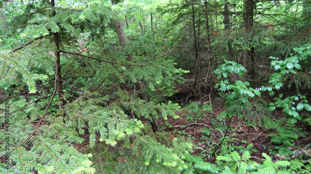 green moss on a tree green moss on a tree
