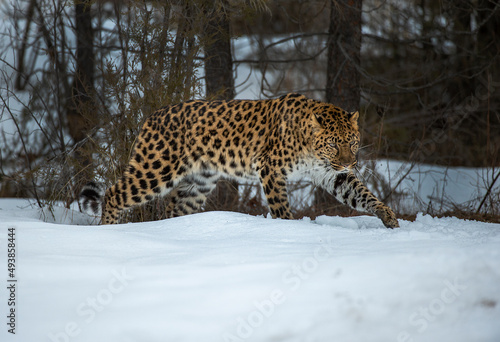 Amur Leopard