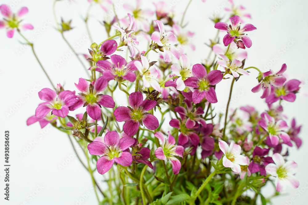 Fototapeta premium Carnival Saxifrage flowering plant. Small pink, purple, white flowers. White background.