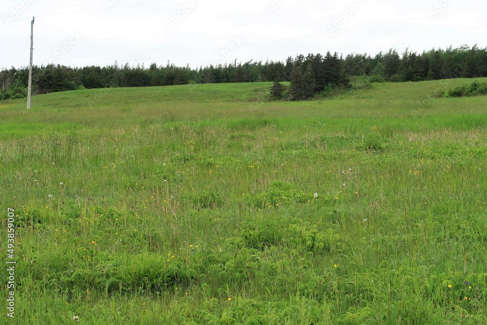Fototapeta premium grass and blue sky