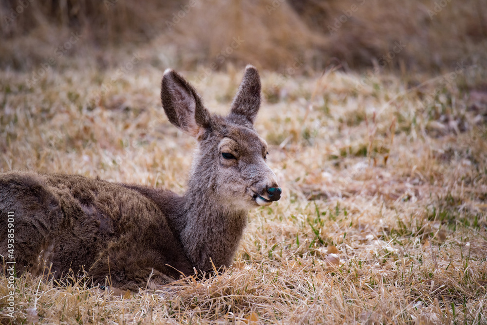 Deer in the Wild Deer in the Wild