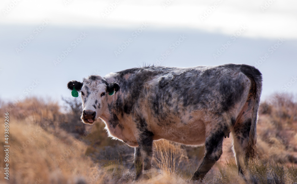cow, animal, farm, cattle, agriculture, calf, grass, field, brown, meadow, beef, livestock, bull, rural, cows, pasture, mammal, white, bovine, farming, milk, green, nature, dairy, grazing, cattle cow, animal, farm, cattle, agriculture, calf, grass, field, brown, meadow, beef, livestock, bull, rural, cows, pasture, mammal, white, bovine, farming, milk, green, nature, dairy, grazing, cattle