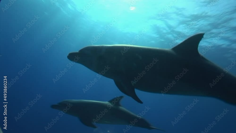 Bottlenose dolphins, tursiops truncatus in clear blue water of the south pacific ocean getting close to the camera. Shot against the water surface. Bottlenose dolphins, tursiops truncatus in clear blue water of the south pacific ocean getting close to the camera. Shot against the water surface.