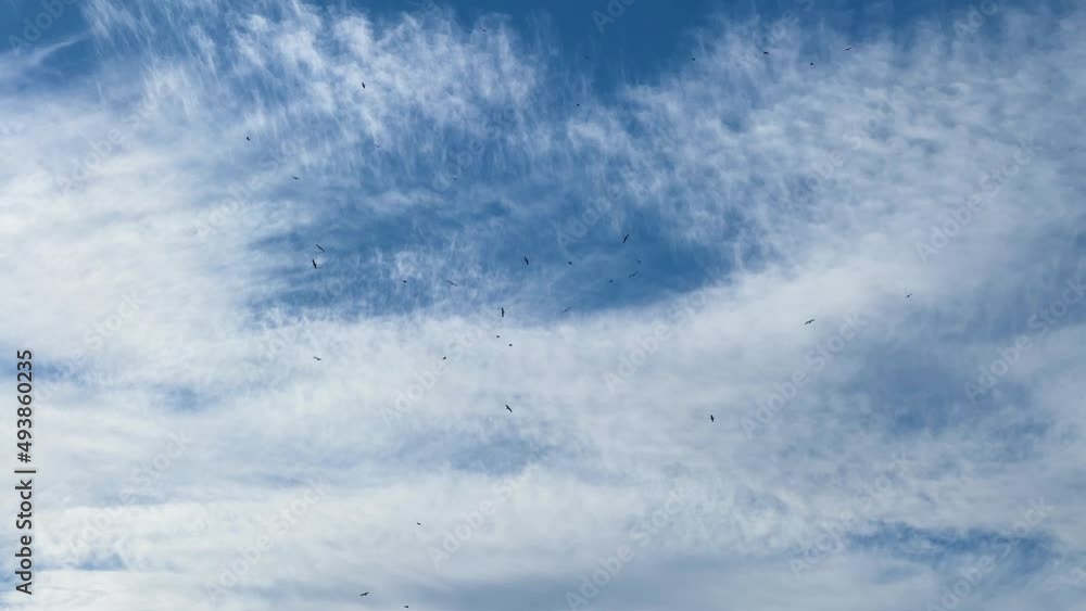 Flock of black birds circle around in the blue and wispy cloud sky. Flock of black birds circle around in the blue and wispy cloud sky.