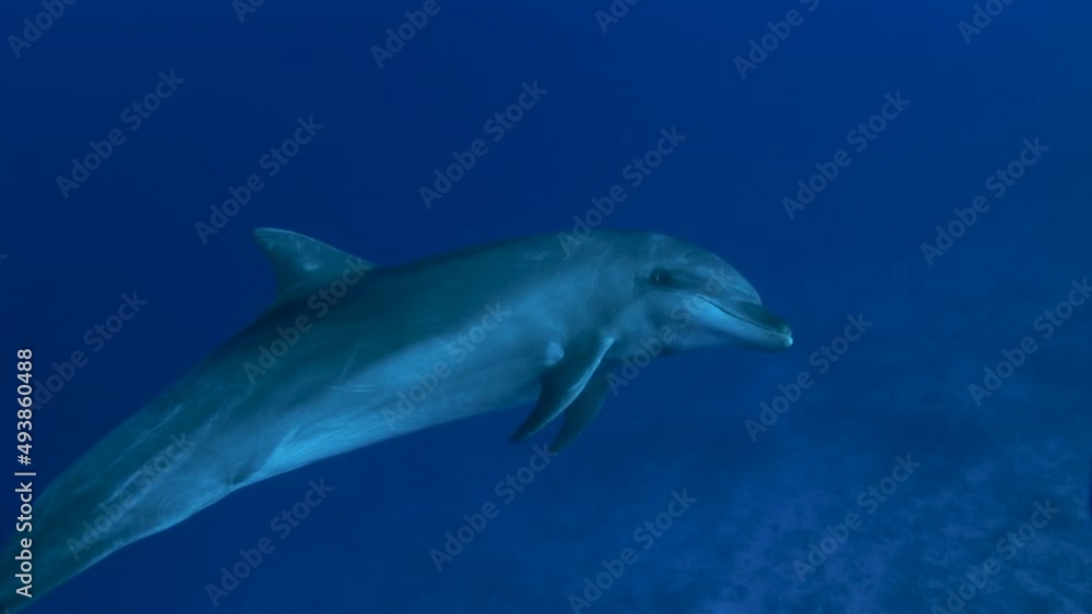 Bottlenose dolphin, tursiops truncatus in clear blue water of the south pacific ocean posing in front of the camera. Bottlenose dolphin, tursiops truncatus in clear blue water of the south pacific ocean posing in front of the camera.