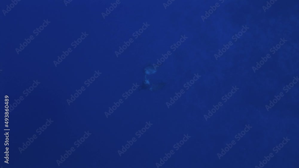 Three Bottlenose dolphins, tursiops truncatus play with each other in the deep in clear blue water of the south pacific ocean before approaching the camera and swim to the surface Three Bottlenose dolphins, tursiops truncatus play with each other in the deep in clear blue water of the south pacific ocean before approaching the camera and swim to the surface