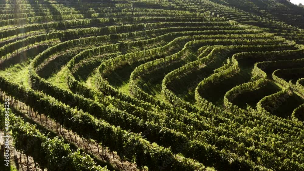 Vineyards on terraces at magic morning light, aerial shot, sun shines into camera Vineyards on terraces at magic morning light, aerial shot, sun shines into camera