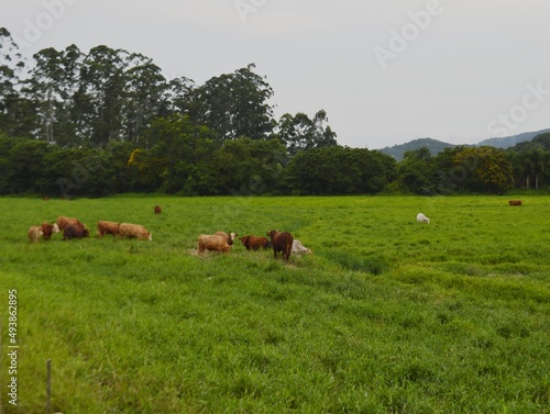 Pastagem, Gado, Bovinos. vida selvagem. na Serra do Mar. Santa Catarina