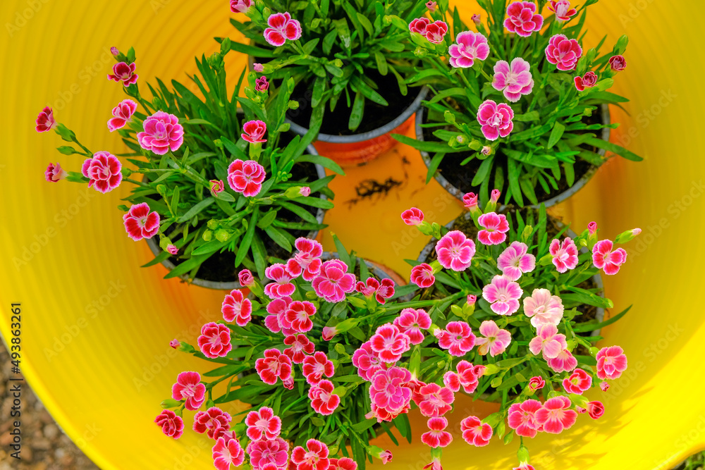 Geranium pink flowers in a yellow silicone basket.Growing geraniums in the garden. Floriculture and gardening . View from above.garden flowers.Spring perennial flowers