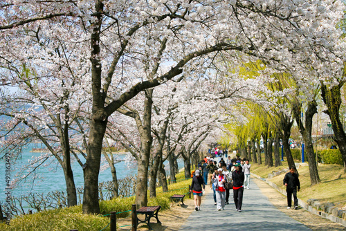 Spring and cherry blossoms in Gyeongju.
