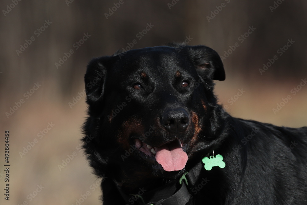 black labrador retriever black labrador retriever