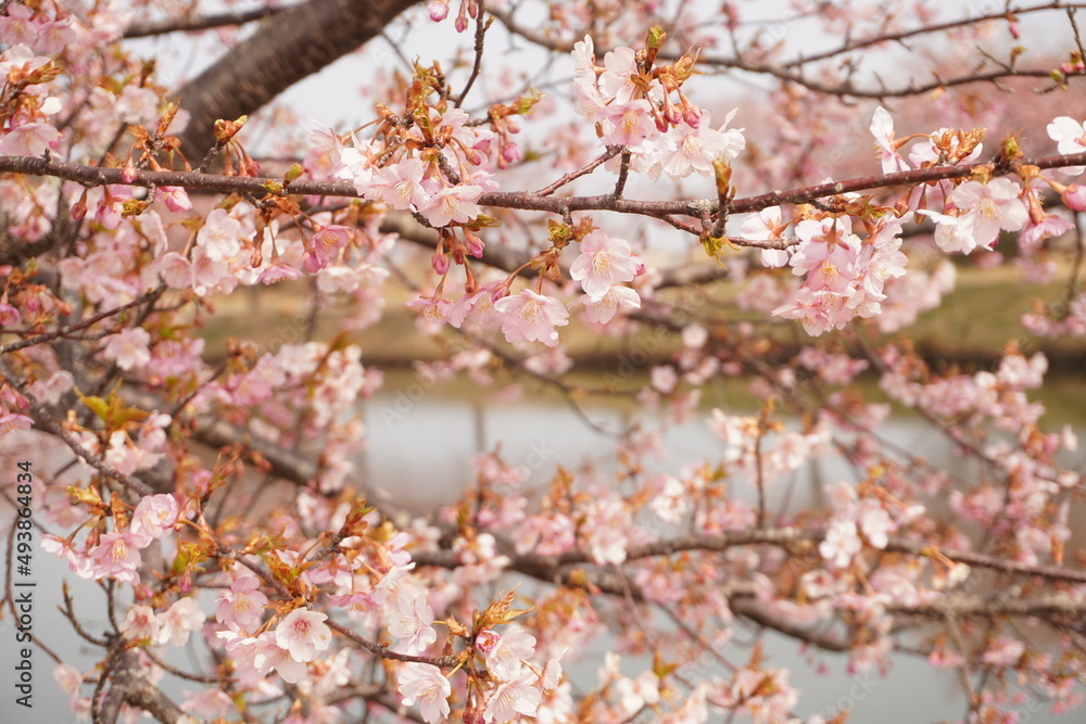 Fototapeta premium 河津桜