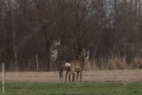 A pair of deer on the field, Poland