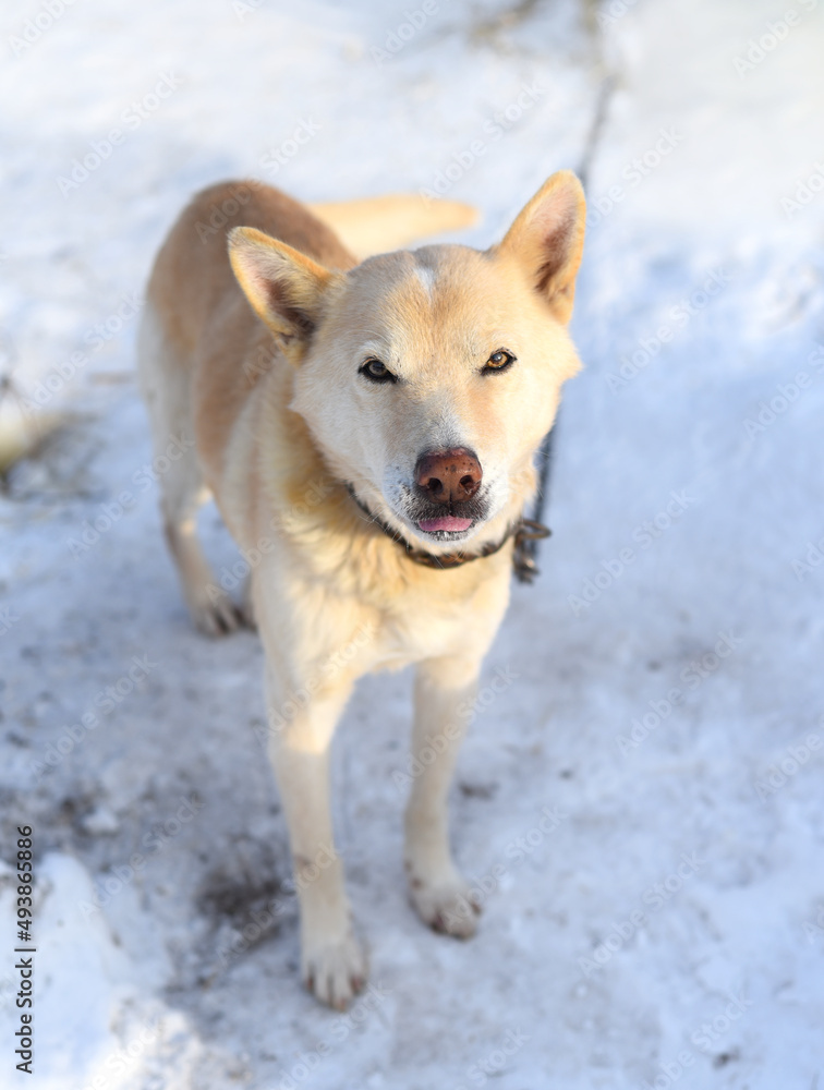 Young  chained mixed breed dog attentively looking in the camera, standing on snow in winter