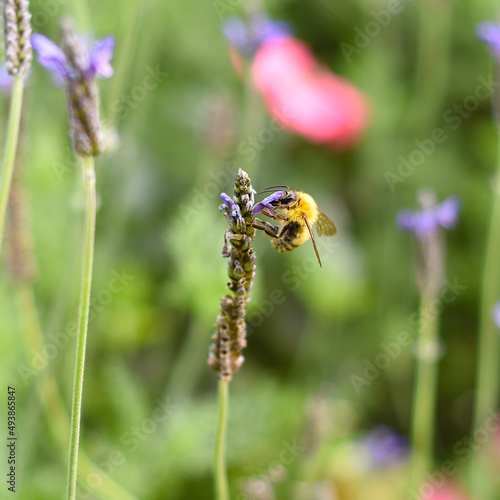 Bee pollinates flower on an autumn day 