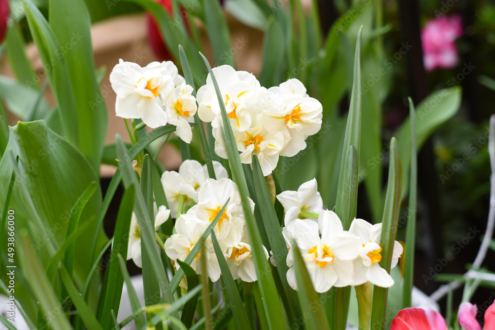 Narcissus poeticus flower on green background Narcissus poeticus flower on green background