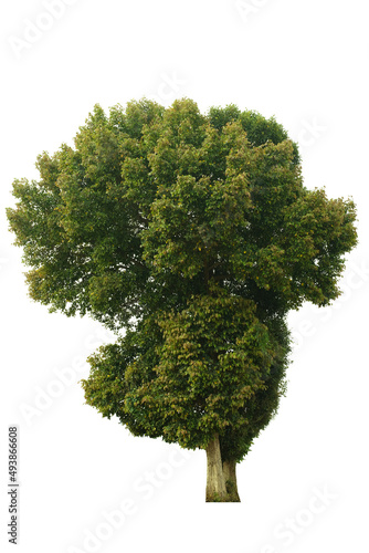 Fototapeta Naklejka Na Ścianę i Meble -  tree side view isolated on white background for landscape and architecture layout drawing, elements for environment and garden