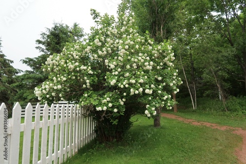 trees in the garden