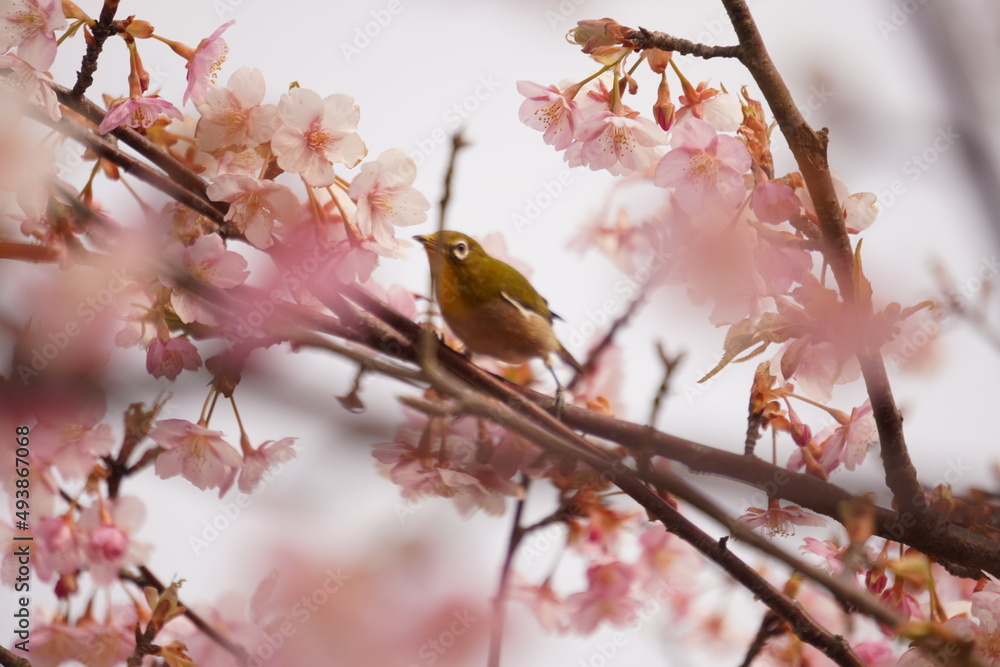 鳥とさくら 鳥とさくら