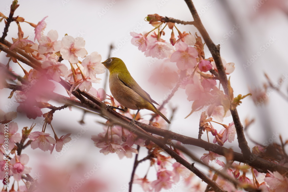 鳥とさくら 鳥とさくら