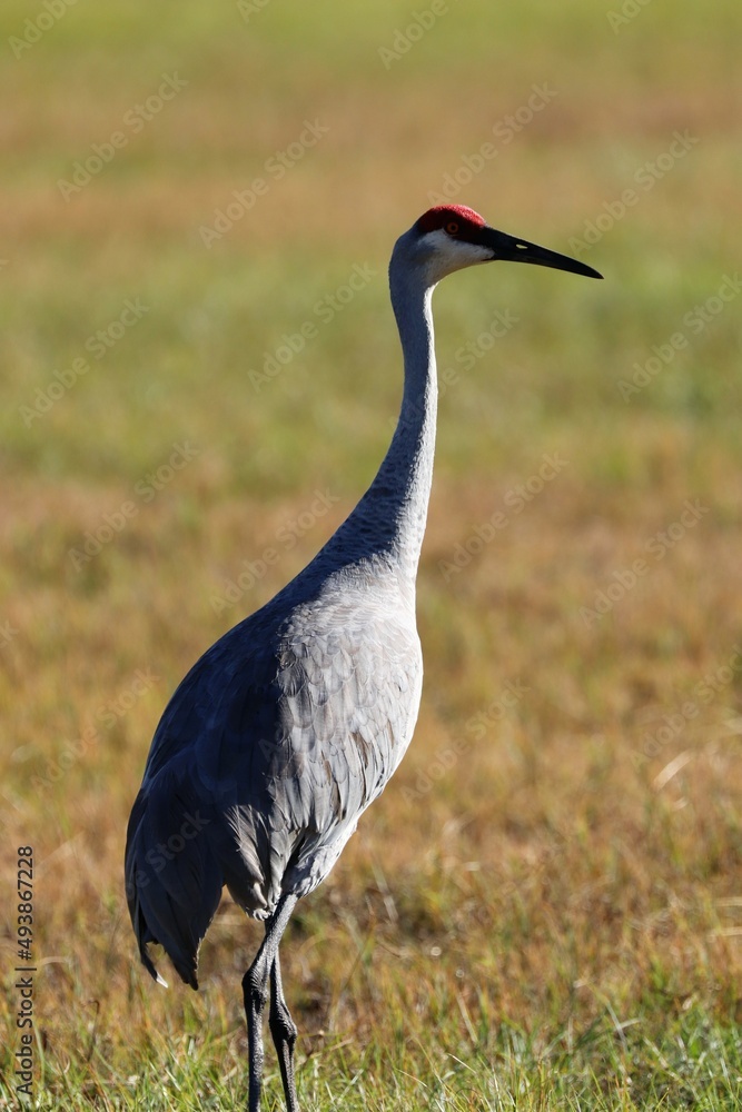 Fototapeta premium Bird