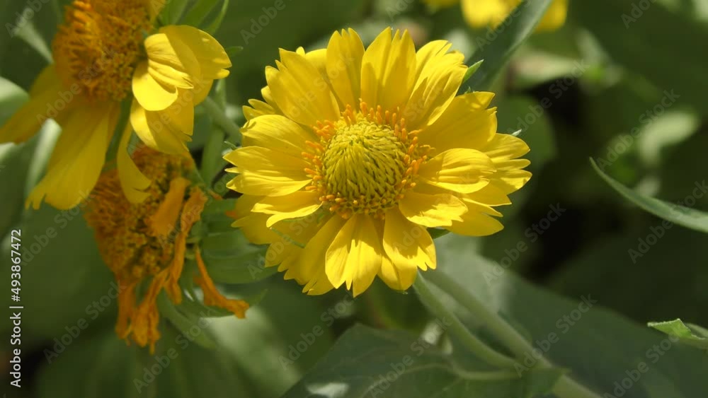Yellow flower Heliopsis (Latin. Heliopsis) blooms in a summer garden Yellow flower Heliopsis (Latin. Heliopsis) blooms in a summer garden